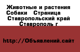 Животные и растения Собаки - Страница 14 . Ставропольский край,Ставрополь г.